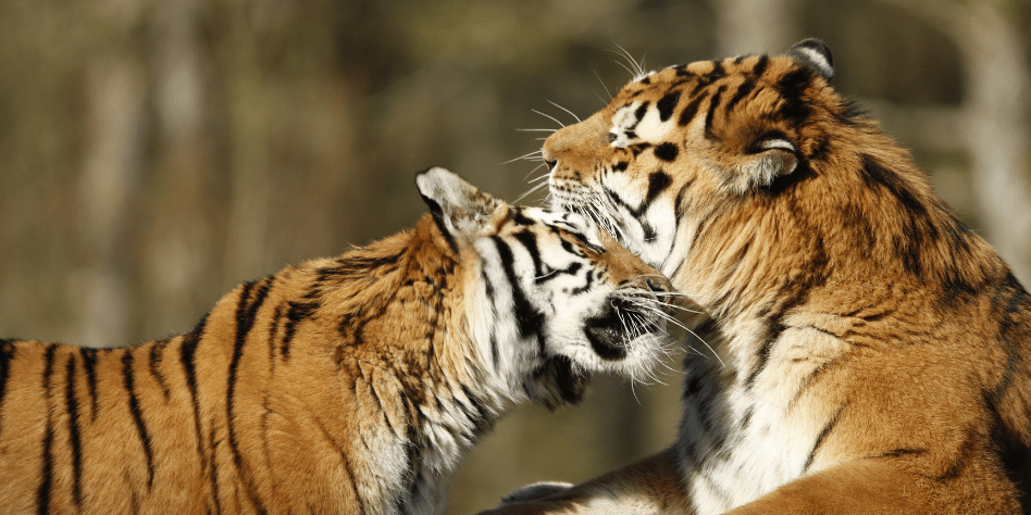 Tiger cubs Rusty and Yuki playfighting among the leaves at Longleat PIC  BNPS