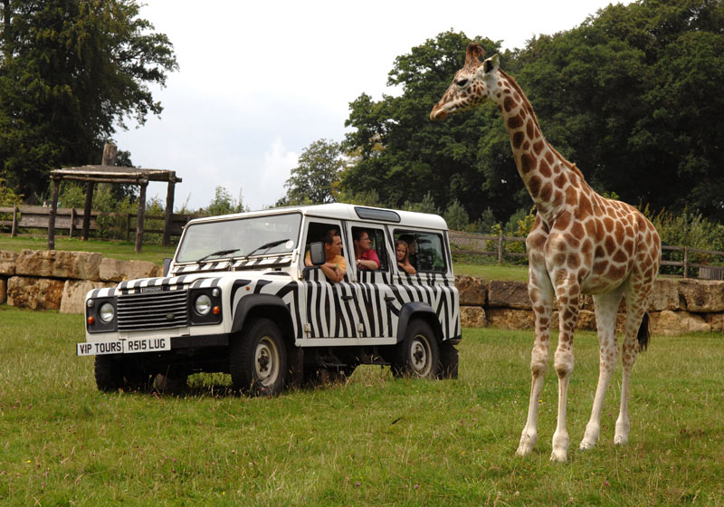 bronze vip safari tour bronze vip safari tour