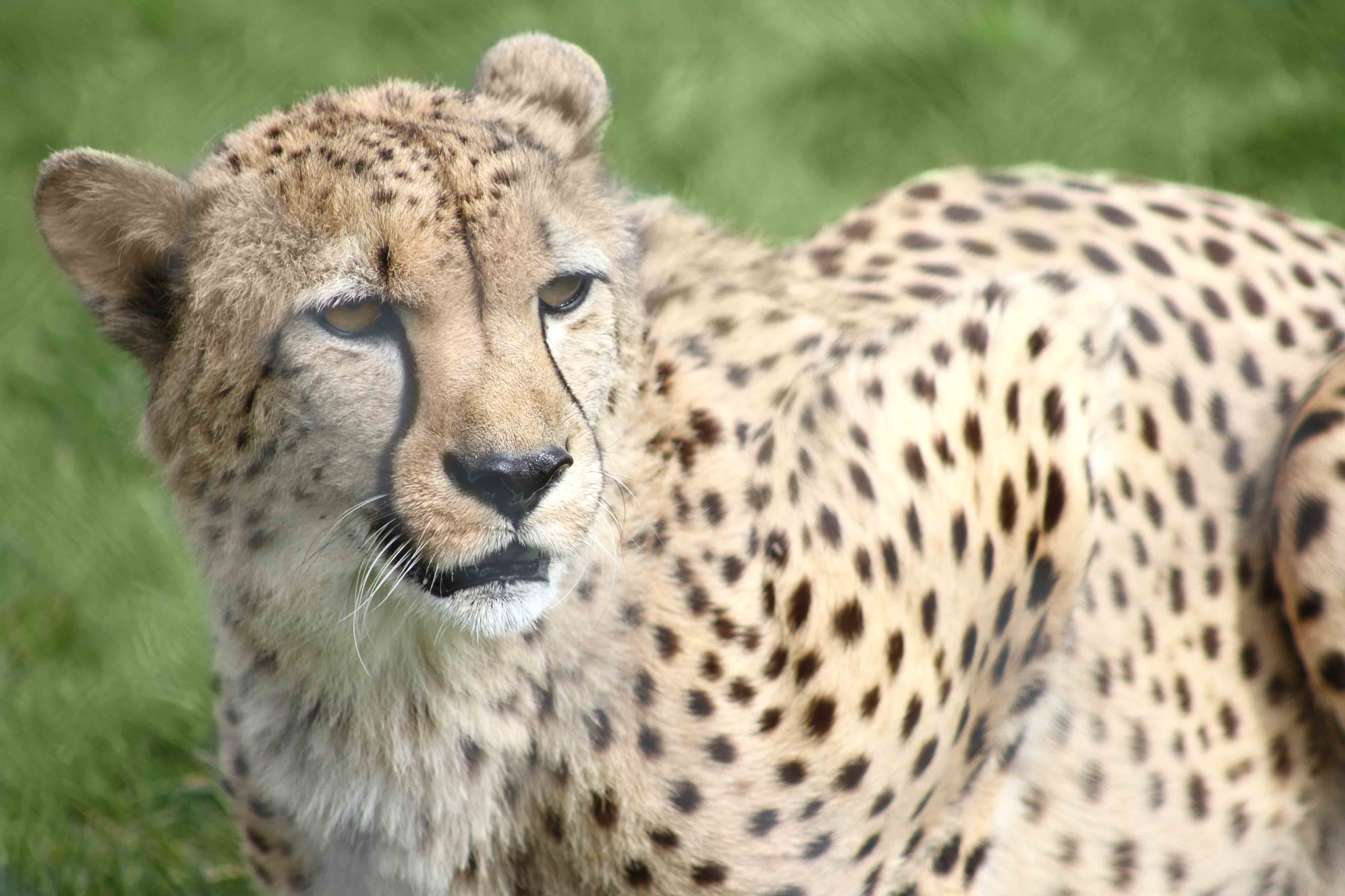 Your Donations in Action: Cheetahs Set to Receive a New Enclosure Your Donations in Action: Cheetahs Set to Receive a New Enclosure