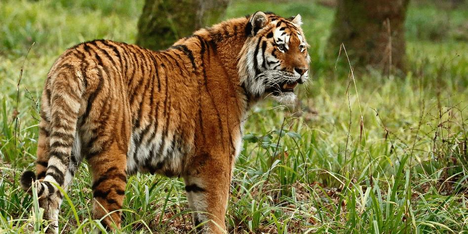 They're our pride and joy': The Amur tiger cubs who have made Longleat home  - Somerset Live