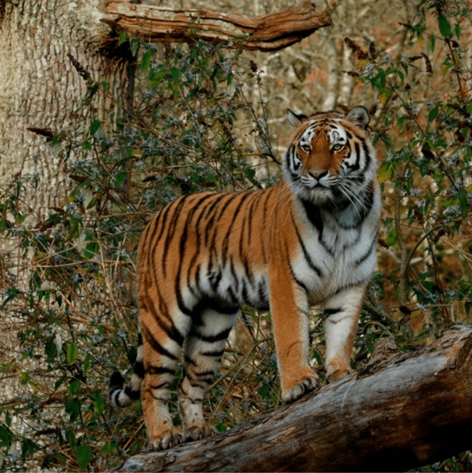 They're our pride and joy': The Amur tiger cubs who have made Longleat home  - Somerset Live