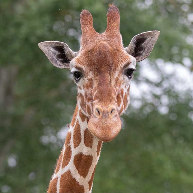 Africa Alive Zoological Reserve | An Award Winning Suffolk Day Out