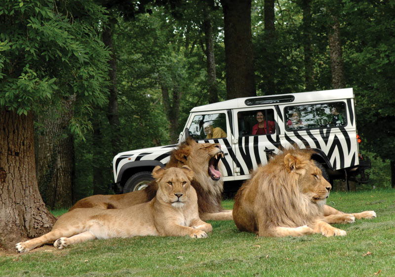 bronze vip safari tour bronze vip safari tour