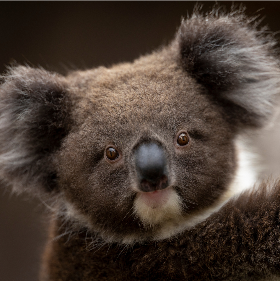 Koala Creek | England's Only Koalas | Longleat