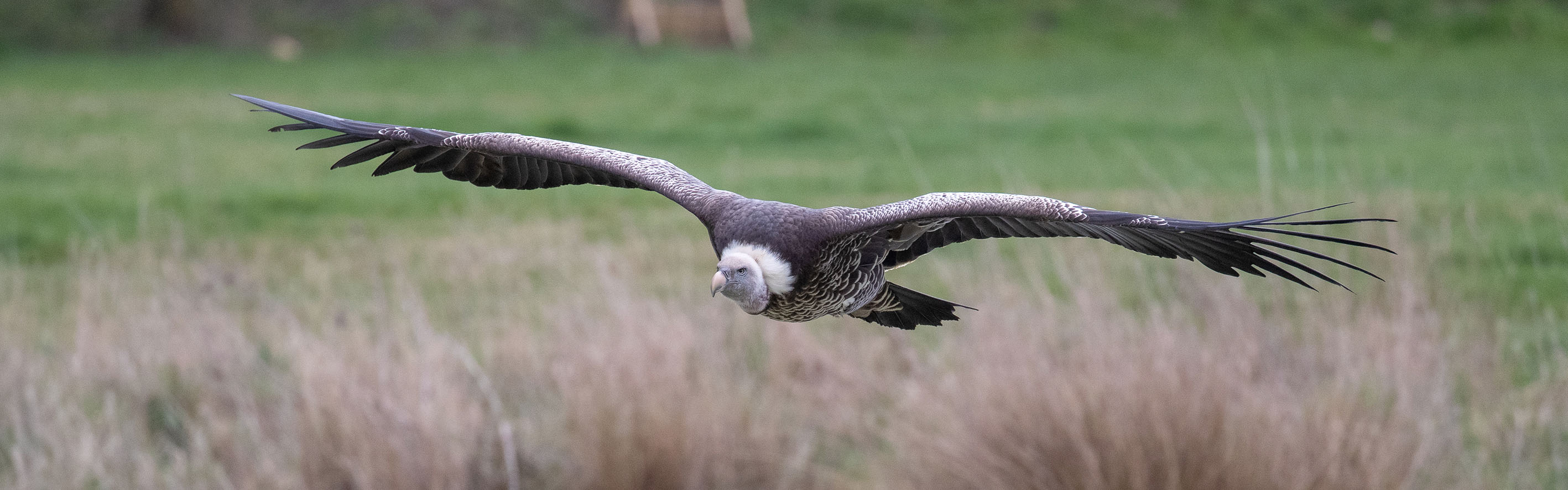 Ruppell's griffon vulture  Smithsonian's National Zoo and Conservation  Biology Institute