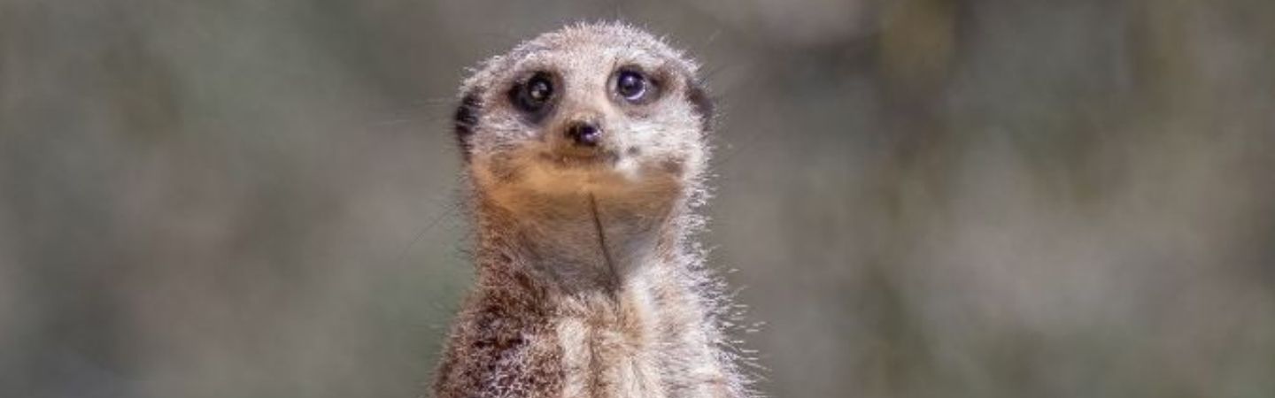 Slender-Tailed Meerkat